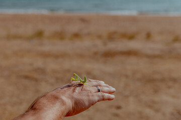 A close-up of a hand holding a green mantis on a sandy beach. The background features a calm sea and a clear sky.