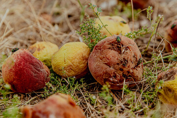 Rotten apples and peaches scattered on dry grass. The scene captures the decay of fruit in a...
