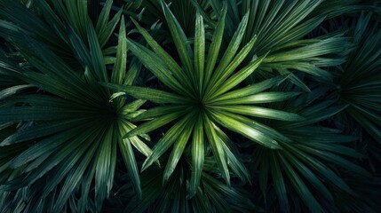 Obraz premium Close up of vibrant green palm leaves with sunlight highlighting the center isolated on white background