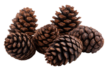 Pine cones, in a brown color, isolated on a Transparent background PNG
