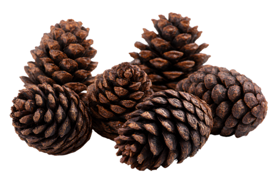Pine cones, in a brown color, isolated on a Transparent background PNG