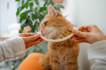 Veterinarians offering a slice of fresh melon to a playful ginger cat, highlighting the importance...