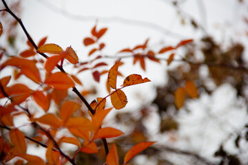 autumn leaves on a tree in the park, note shallow depth of field