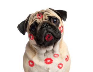 A pug dog with a tilted head covered in multiple red lipstick kiss marks on its face and body.