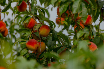 Ripe peaches hanging on a tree branch. The peaches are orange and red, surrounded by green leaves. The scene captures a lush, fruitful orchard.