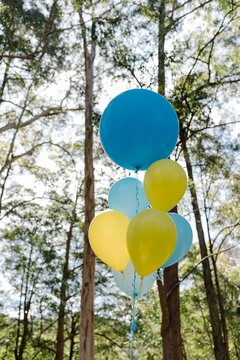 Close up shot of a yellow and blue balloons entangled together with long trees in the background