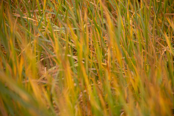 Close-up of yellow grass in the field. Nature background. 