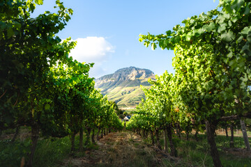 Ein Weinberg mit Reihen von Rebstöcken, die zu einem majestätischen Berg unter blauem Himmel...