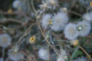 Dandelion flowers in the garden in winter. Selective focus. natural background