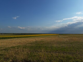 Obraz premium Endless verdant meadows under a pure blue sky, capturing the fresh and peaceful spirit of rural landscapes.