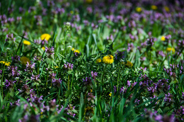 Spring meadow with dandelions and wildflowers closeup