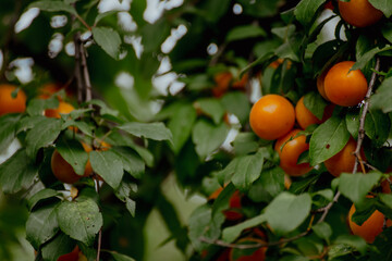 Ripe orange plums hanging on a tree branch. The cherry plums surrounded by green leaves. The scene captures a lush, fruitful orchard.
