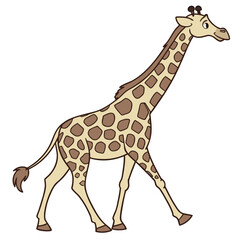Obraz premium Young wild giraffe with long neck and brown spots standing on a white background