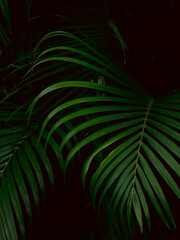 Tropical palm leaves green nature view decoration background texture.