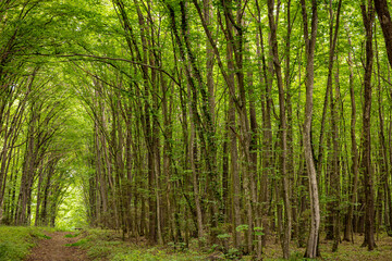 Beautiful green long tunnel in the forest, wonders of nature.
