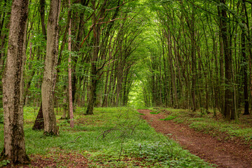 Beautiful green long tunnel in the forest, wonders of nature.