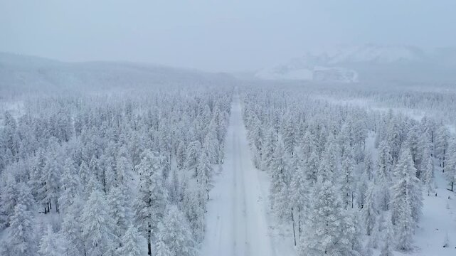 Aerial view of snow-laden trees stand in stark contrast to the road cutting through the winter wonderland, Oymyakon, Sakha Republic, Russia.