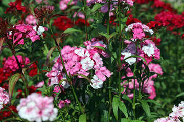 Naklejka premium Closeup of sunlit Sweet William flowers, Derbyshire England 