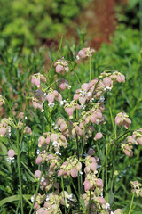 Cluster of Bladder Campion plants, Derbyshire England
