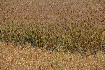 Fields of wheat ready to be harvested in the summer season.