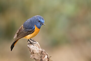 A vibrant Blue-fronted Redstart (Phoenicurus frontalis), a male specimen spotted in the serene Pangolakha Wildlife Sanctuary, Sikkim, India.