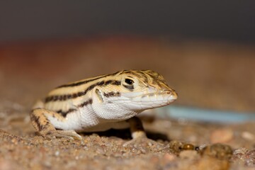 Acanthodactylus cantoris, commonly known as the Indian fringe-fingered lizard, captured in its natural habitat in Jaisalmer, Rajasthan, India.