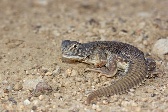 Spiny-tailed Lizard (Uromastyx aegyptia), also known as Uromastyces or Mastigures, spotted in Jaisalmer, Rajasthan, India.