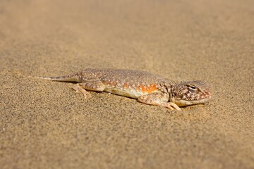 A Toad-headed Agama (Phrynocephalus mystaceus) documented in Desert National Park, located in Jaisalmer, Rajasthan, India.