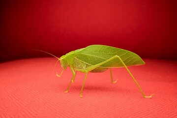 Camouflaged Leaf Mimicking Katydid (Pterochrozinae) spotted in Maharashtra, India.