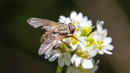 fly on flower