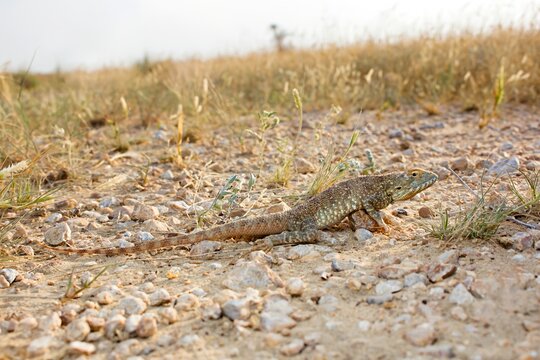 A vibrant Ground Agama (Trapelus agilis) captured in the arid landscapes of Jaisalmer, Rajasthan, India.