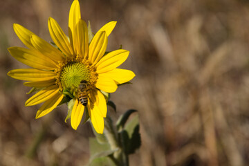Yellow sunflower with bee on it. Selective focus with shallow depth of field. natural background