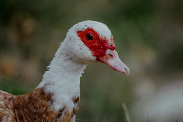 Close-up of a Indo duck with distinctive red facial markings. The bird has white and brown feathers, set against a blurred green background.
