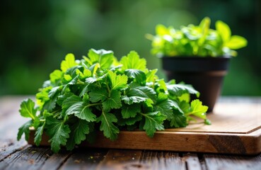 Lush green geranium plants in pots on wooden surface with blurred outdoor background