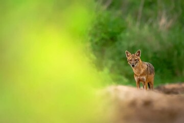 Indian jackal