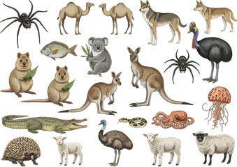 Obraz premium Diverse collection of australian wildlife and insects featuring kangaroos koalas emus crocodiles and spiders
