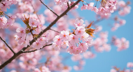 pink cherry blossom