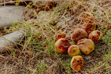 Rotten apples and peaches scattered on dry grass. The scene captures the decay of fruit in a...