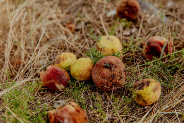 Rotten apples and peaches scattered on dry grass. The scene captures the decay of fruit in a...