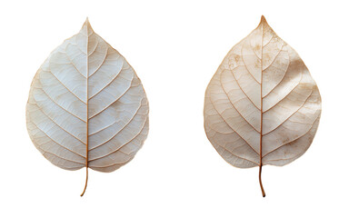 Aging Leaves: Two delicate, detailed, and textured leaves stand as a serene display of nature's subtle transformation from vitality to fragility.