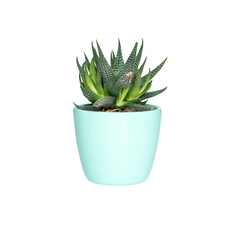 cactus in pot