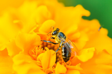honey bee on a yellow flower