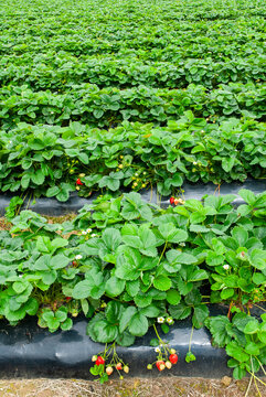 Field of strawberries