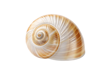Natural beige spiral seashell with golden brown striations and curved nautilus-like chamber formation, isolated on a transparent background