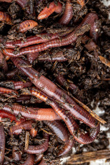 Many living earthworms for fishing in the soil, background