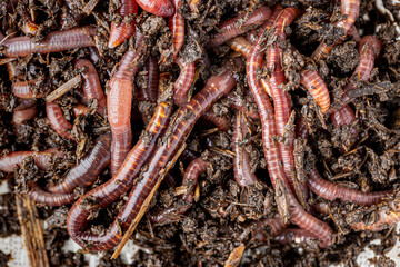 Many living earthworms for fishing in the soil, background