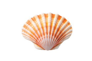 Orange and white striped scallop shell with vibrant coral coloring and distinctive ridged pattern, isolated on a transparent background