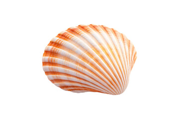 Obraz premium Peachy orange banded cockle shell with horizontal stripes and rounded fan-shaped mollusk structure, isolated on a transparent background