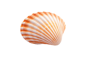 Peachy orange banded cockle shell with horizontal stripes and rounded fan-shaped mollusk structure, isolated on a transparent background