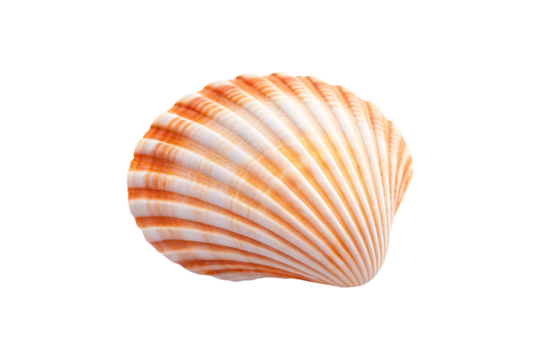 Peachy orange banded cockle shell with horizontal stripes and rounded fan-shaped mollusk structure, isolated on a transparent background